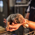 Animal health and veterinary medicine