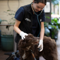 Veterinary science tour