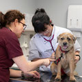 Animal health and veterinary medicine