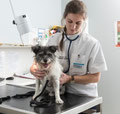 Veterinary Teaching Hospital tour